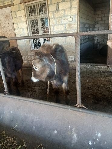 erkek quzular: Salam aleykum əvvəla 2 dənə dişi 4 dənə erkək danadı istiyən olsa — 5