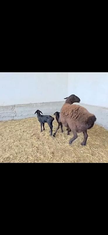 qusarda inek satilir: Qoyun və 2 quzu – ana ilə birlikdə - Cins: ehtimalən yerli — 5