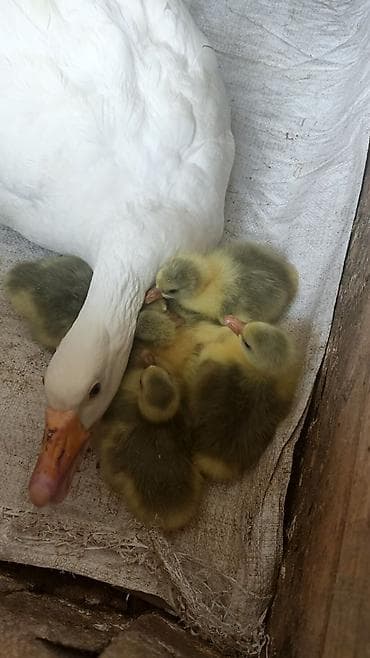 qaz cuceleri: Dişi, Yumurtalıq, Ünvandan götürmə — 1