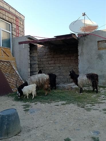 satilik simental inek: Dişi, Alpine, il: 1, 60 kq, Damazlıq, Südlük, Ətlik, Pulsuz çatdırılma — 5