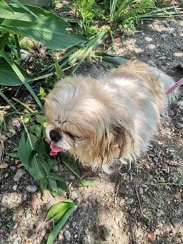 heyvanlar: Pekines, 11 ay, Erkek, Peyvəndli, Ödənişli çatdırılma — 4