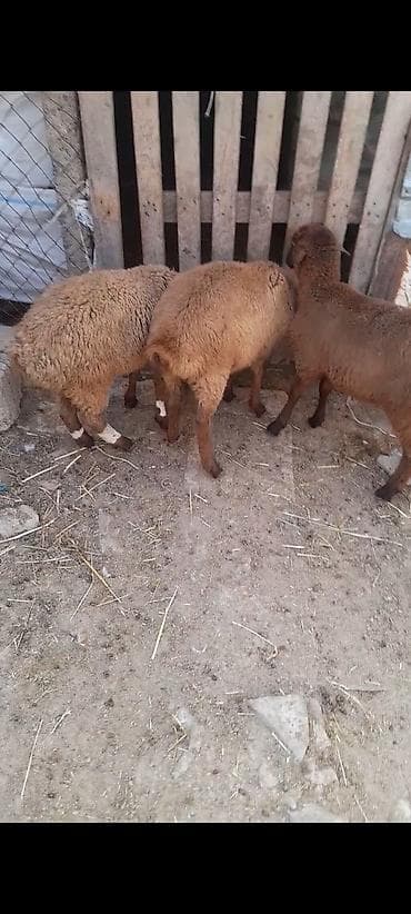 pekines balaları: Məhsul: Quzu/qoç balaları Təsvir: - Şəkillərdə 3 ədəd tünd-qəhvəyi — 2