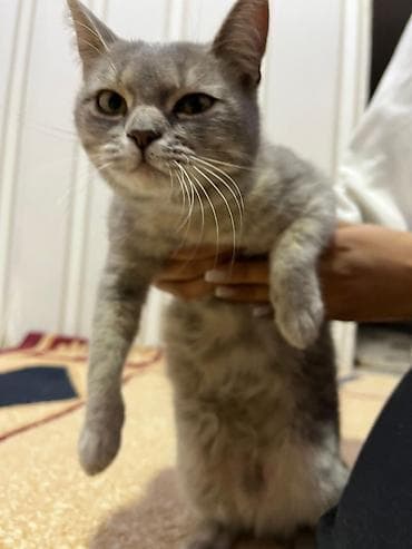 ev pisikleri qiymeti: Dişi, Yaxşı əllərə — 4