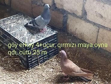 korella quşu: Göy erkək və qırmızı maya göyərçin cütü.goy erkəyin 4 saat uçuşu var — 1