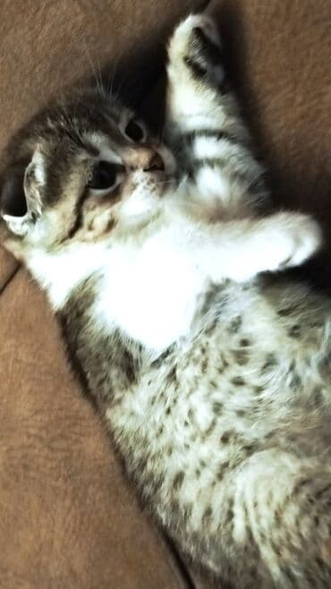 iri buynuzlu heyvanlarin satisi: Şotland yastı qulaq, Dişi, Yaxşı əllərə, Ünvandan götürmə — 6