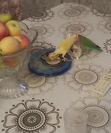 Akvariumlar: Məhsul: Sevgi tutuquşuları (Agapornis) – 2 ədəd yaşıl ruçnoydu — 2