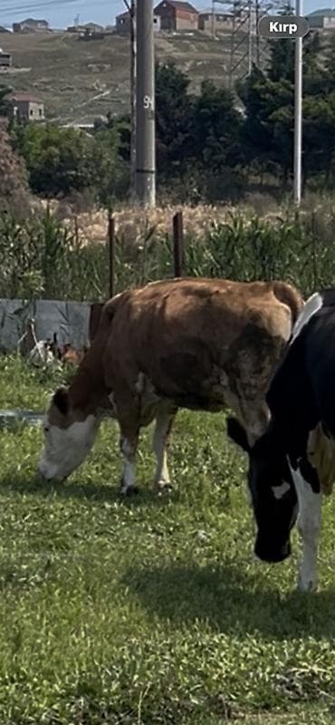 inek: Simental tipli inək - Rəng: qəhvəyi-ağ alaca - Süd istiqamətli tip — 3