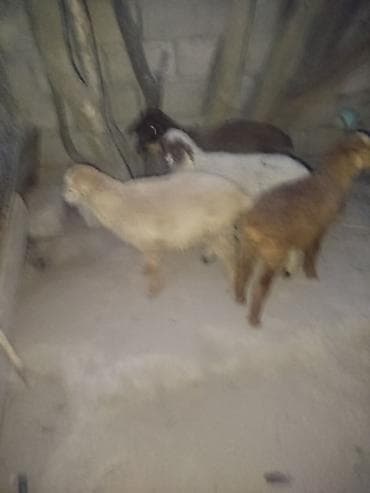 Məhsul: Quzu sürüsü - Say: 4 quzu - Rənglər: açıq krem, qəhvəyi, qara