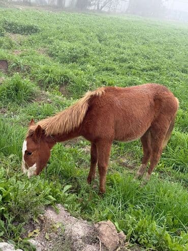 akvarium baliqlari satisi: Erkək, il: <1 — 3