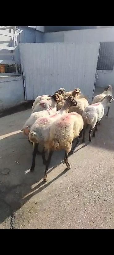 С/х животные и товары: Salam aleykum kök qoyunlardı qiymet kesgiye 14. 5m cavan qoyunlardı — 1