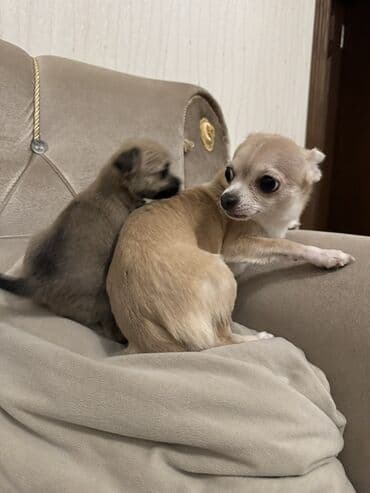 xaski iti satisi: Çixuahua, Dişi — 5