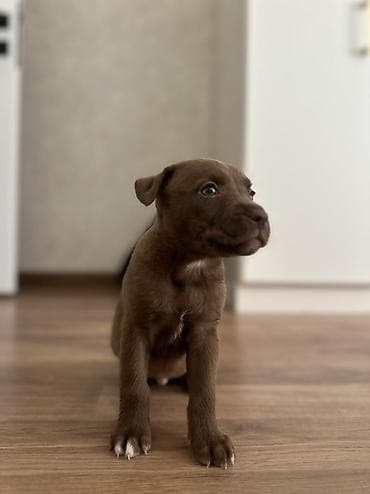 ag xaski: Pitbul, 1 ay, Dişi — 2