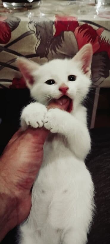 русская голубая кошка цена: Rus mavi, Erkək, Dişi, Yaxşı əllərə — 1