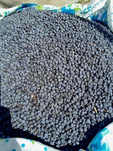 yeni il agaci satilir: Məhsul: Palma toxumu (Trachycarpus/heykəltəraş palma növünə bənzər fan — 1