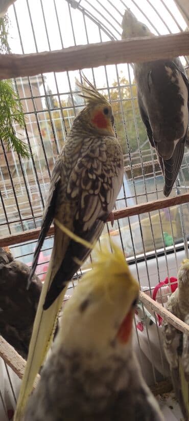 dərzi quşu: Nimfa (cockatiel) tutuquşuları – müxtəlif rəng mutasiyaları ilə - — 5