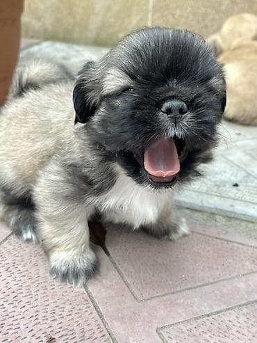həyət itləri: Pekines — 5