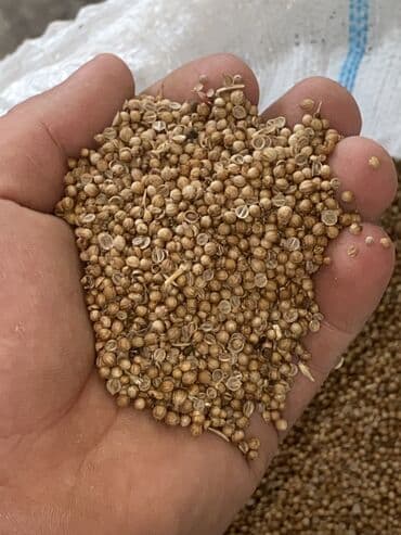 Kisnis toxumu iri deneli ela nov mehsulun keyfiyetine cavabdehem