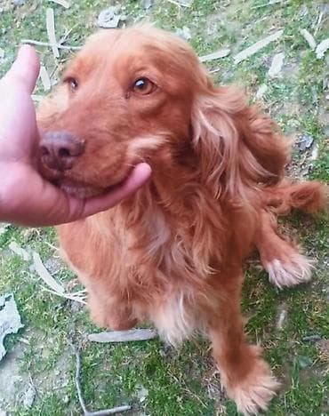 it cinsləri: Koker spaniyel, Dişi, Ödənişli çatdırılma — 6