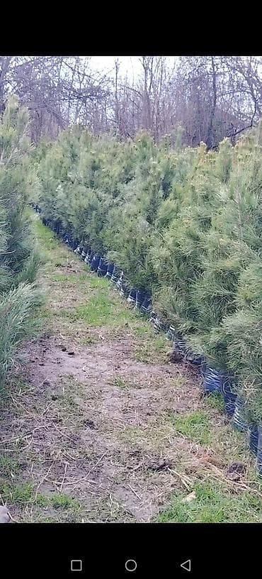 peredok 07 sekilleri: Məhsul: Eldar Şamı (torbada köklü) Təsvir: - Uzun iynəyarpaqlı, sıx — 2