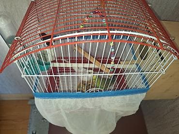 qurd satisi: Xarice gediyimiz ucun satilir baxanimiz olmqdiginanDalğalı tutuquşular — 5