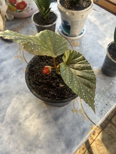 продажа комнатных растений: Her biri ucuz kimete Gencededi catirma var size yaxin yere ancag — 28