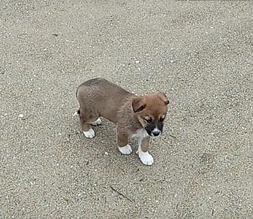 pitbull satisi: Salam satılır 40 günlük dı — 1