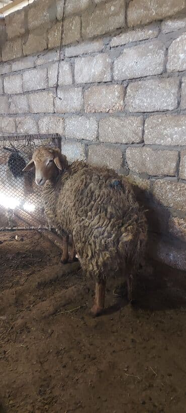 bmw 3 серия 323i at: 1 ədəd super kök quzu.kəsib 19 manatla vermək olar — 1