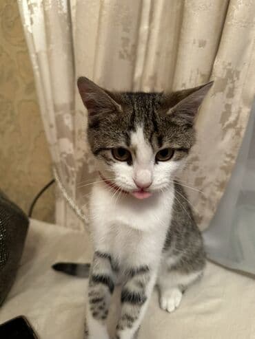 pişik üçün daraq: Dişi, Yaxşı əllərə, Ünvandan götürmə — 6