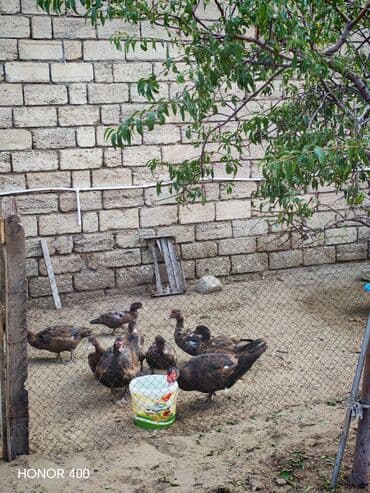 dana qiyməti siyəzən: Salam Aleykum Gördüyüvüz Krasnadarların (qırmızı öküz) hamısıni — 7