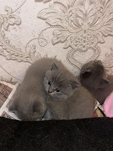 afcarka balaları: Britan, Erkək, Dişi, Yaxşı əllərə, Ünvandan götürmə — 3