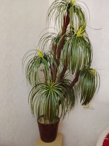 tikanlı güllər: Dekorativ qapalı bitki – süni palma/yucca tərzində kompozisiya. - — 2