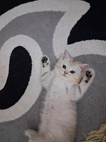 su pişiyi: Qızıl şinşilla, Dişi, Yaxşı əllərə, Ünvandan götürmə, Ödənişli çatdırılma — 3