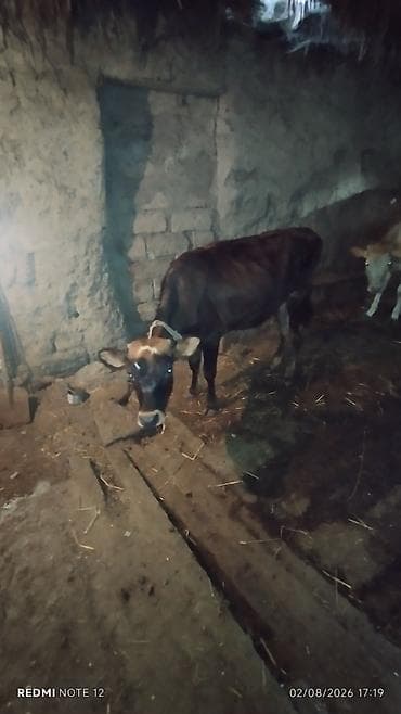 heleb kecileri satilir: 3 danadi qiymeti 2650 manat — 3