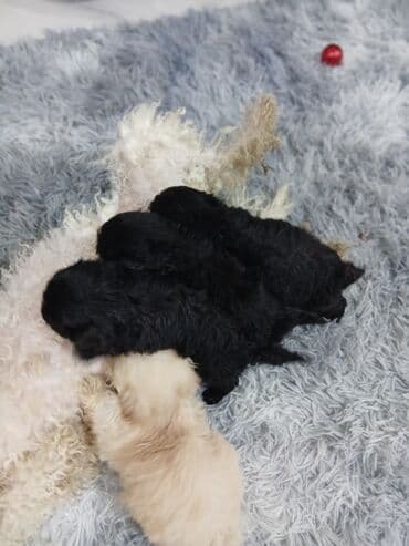 itlər pudel: Pudel, 2 ay, Dişi, Sənədli, Pulsuz çatdırılma — 1