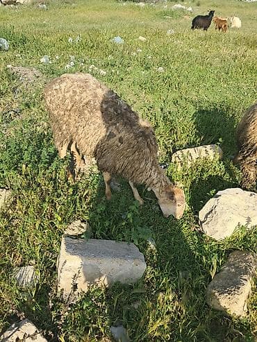 qoyun balasi: Ana bala qoyun balasi erkeydi yeke baladi — 4