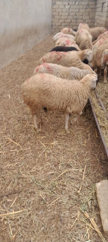 рынок животных в баку: Erkək, il: 7, 55 kq, Ətlik, Ünvandan götürmə — 10