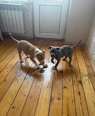 hereti xoruz sats: Pitbul, 3 ay, Peyvəndli, Rayonlara çatdırılma — 1