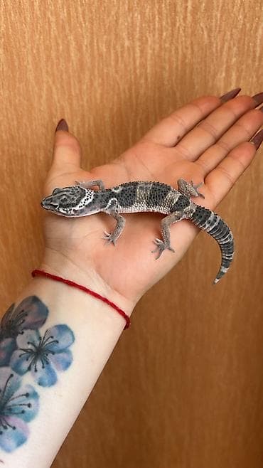 unicorn sekilleri: 2 dişi qiymet 1ne aiddir . Cüt endirimli olacaq Növ: Leopard gekko — 3