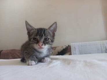 bala pişik adları: Tabbi, Yaxşı əllərə — 8