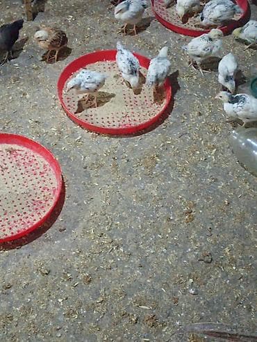 Digər heyvanlar: Toyuq cücələri, Damazlıq — 2