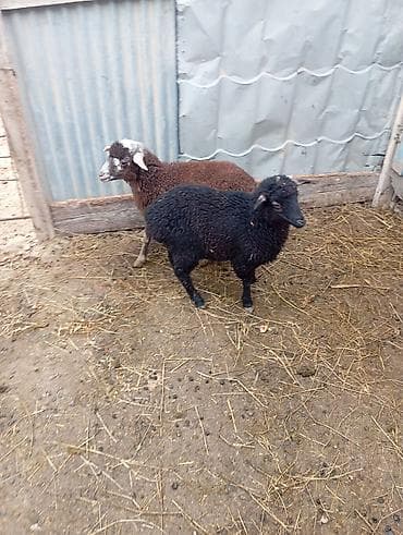 İtlər: Məhsul: Cavan quzular Təsvir: - Ətlik və damazlıq üçün yararlı — 5