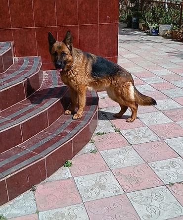 tap.az heyvanlar itler: Alman çoban iti, 1 il, Dişi, Peyvəndli, Ünvandan götürmə — 4