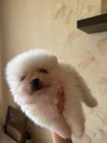 Şpitz, 2 ay, Dişi, Ünvandan götürmə