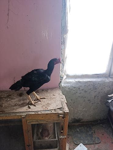 heyvanlara verilən xüsusi adlar: Xoruz, il: 1 — 3