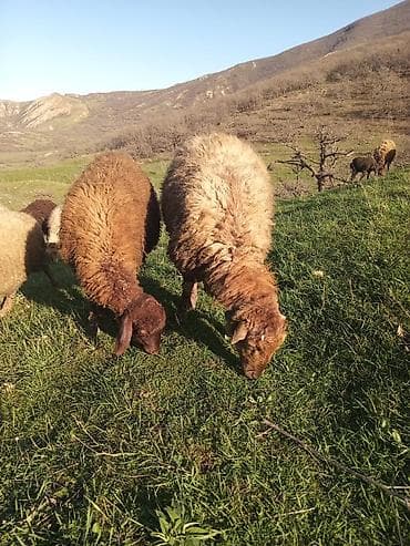 qoyunlar: Erkək quzular satılır isdəyən şəxslər əlaqə saxlasın — 1