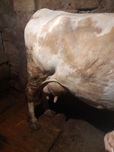 yerli cins inekler: 22 litir sùd verir.Oz qapimin heyvanidir.2 aydir bala verib .4-cù — 5