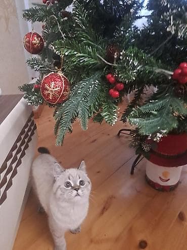 Pastel dəstləri: Yeni il dekorativ ağacı – tam bəzədilmiş Xüsusiyyətlər: - Material — 1