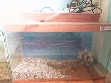 Gəmiricilər: Akvaryum dəsti - Şüşə akvaryum: düzbucaqlı forma, ön/yan divarlar — 1