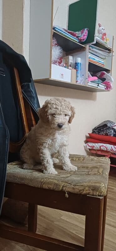 it yemi satilir: Pudel, 2 ay, Dişi, Peyvəndli, Ödənişli çatdırılma — 5