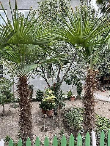 qiz uşaq geyimleri: Məhsulların təsviri 1) Uşaq elektrik maşını – kabriolet tipli — 5